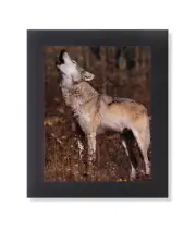 Gray Wolf Howling Standing in Grass Photo Wall Picture Black Framed