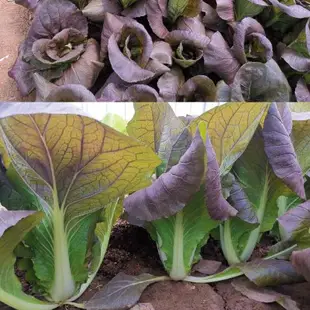 【媽咪蔬果園】、半結球 紫色白菜   種子