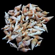Spiral Conch Shells For Craft Art Decor Natural Sea Shell approx.650 pc 2 Pound