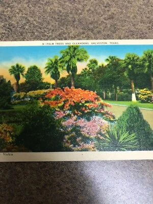 Vintage Postcard Texas Galveston Palm Trees Oleanders Unposted