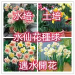 【重瓣水仙花種球】 洋水仙球根 花香濃郁 水培超大球 顆顆精選 發芽率99% 庭院盆栽觀賞花卉