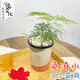 【小品文化】文竹【現貨】3吋杯子免澆水盆栽 懶人盆栽 觀葉植物 室內植物 自動吸水 創意花盆 居家辦公盆花