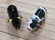 Kissing Cow and Black Angus Bull Ceramic Salt and Pepper Shaker Set