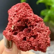 4g Natural Red coral reef Cluster Ocean Mineral Crystal Specimen