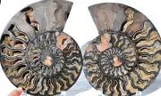 Large Black Ammonite Pair Deep Crystals XXXLRG 8.7" 110myo fossil 214mm 9192xx