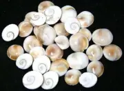 11 GOMTI CHAKRA NATURAL SACRED GEMSTONES OF GOMATI RIVER LORD KRISHNA RARE - F/S