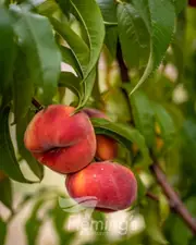 Buy Peach OkeeDokee&reg; grafted Fruit tree (Prunus persica)
