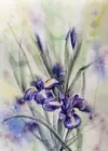 Original Watercolor Paintings Flowers Wall Art Floral Art Irises Paintings