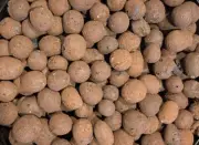 200g Leca Hydro Clay Pebbles -Approx 1L -Propagation Soilless Medium Hydroponics