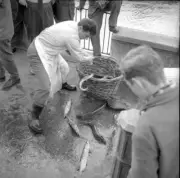 Fish dealer of Comestibles Bianchi at the Limmatquai Zurich 1959 F- Old Photo