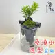 【小品文化】晶鑽羅漢松【現貨】仿真石景免澆水盆栽 懶人盆栽 觀葉植物 室內植物 自動吸水 創意花盆 居家辦公盆花