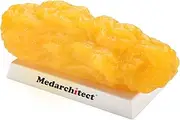 Authentic Human Body Fat Replica - 5 lb, Keep Fit & Weight Loss Motivation & Reminder, Human Fatty Tissue Demonstration Model for Nutritionist, Anatomical Science Course for Medical Student