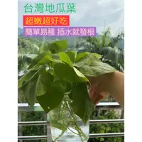 在飛比找蝦皮購物優惠-【地瓜葉枝條】 好吃又好種 阡插枝條 台農71號