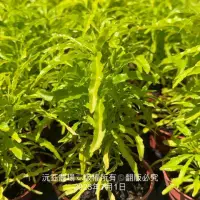 在飛比找蝦皮購物優惠-沅鈺農場   木本植物   三爪金龍