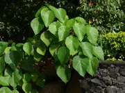 Buy Macaranga ornamental tree (Macaranga tanarius)