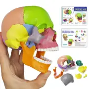 15-Parts Puzzle Anatomy Skull Model,Colorful Medical Brain Model,Human Anatomy E