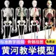 🔥熱賣/可開發票統編/免運🔥 45 85 170cm人體骨骼模型骨架人體模型成人小白骷髏敎學脊椎全身 7GSG