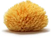 YOGAESSE Exfoliating Natural Sea Sponge (11–13cm) – Premium Bath Sponge for Soapy Bubble Baths & Body Care | Soft Like a Cloud | Shower Loofah Sponge for Luxury Body Wash | Durable & Harvested in Greece