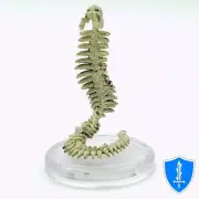 Skeletal Construct - Armies of the Dead #13 Pathfinder Battles D&D Miniature