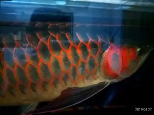 水族專用 龍魚 增艷 水草 養殖 仿太陽光 全光譜 紫外線 UVA 自然光 防水 led補光 燈管 紅狐 顯色 生態缸