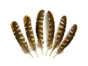 5 Pieces - 6-8" Natural Reeves Venery Pheasant Wing Feathers Smudging, Craft