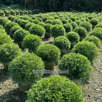 在飛比找蝦皮購物優惠-田尾玫瑰園 l 『聊聊報價』各種球型植物/紅花玉芙蓉/紅彩木