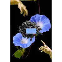 在飛比找iOPEN Mall優惠- Ipomoea nil 有機牽牛花種子朝顏