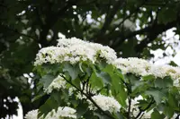 在飛比找雄獅旅遊優惠-彰化旅遊｜挑水古道雪白桐花季．鹿港老街/鹿港天后宮美食大探索