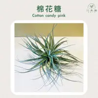 在飛比找蝦皮購物優惠-三木空鳳農場出品 cotton candy pink 棉花糖