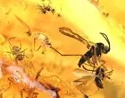 Gnat, Midge, mite, and two Aphids, Fossil Inclusion in Baltic Amber