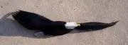 Bald Eagle hand carved from palm tree frond coastal birds original wall art