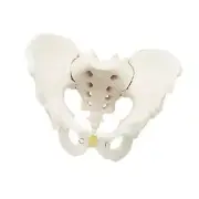 Life Size Male Pelvis Model Life Size Human Skeleton Hip Bone Pelvic Model