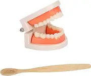 iplusmile 1 Set Care Teeth Model Kit for Kids Toddler Toothbrush Teaching Aid Realistic Toys