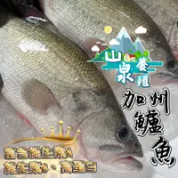 在飛比找蝦皮購物優惠-【帥哥魚】🔥免比價最便宜🔥山泉加州鱸魚 750g 加州鱸魚 