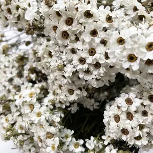 進口乾燥重瓣法國白梅-乾燥花圈 乾燥花束 不凋花 拍照道具 乾燥花材 -209元/60朵以上 (8.4折)