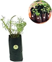 cocogarden Plastic UV Protected Poly Grow Bag for Seedling Nursery Cover Plant Bags (Black, 4 x 6 inch) - Pack of 25 | for Terrace and Balcony Gardening, Kitchen Vegetable and Flowering Plants