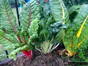 Buy Rainbow Chard Silverbeet Plants (Beta vulgaris)