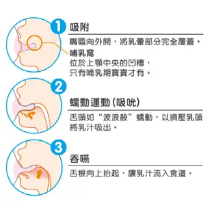 【Pigeon 貝親】輕巧型蒸氣消毒鍋+寬口玻璃奶瓶特惠組