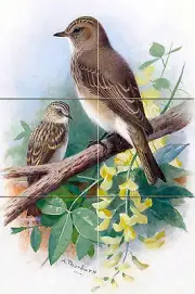 Spotted Flycatchers Tile Mural Kitchen Bathroom Wall Backsplash Marble Ceramic