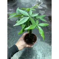 在飛比找蝦皮購物優惠-屏植覺_搖錢樹（馬拉巴栗） 3吋盆