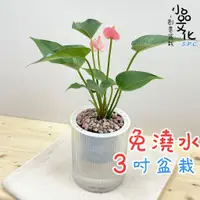 在飛比找蝦皮商城優惠-【小品文化】粉紅火鶴【現貨】3吋條紋圓免澆水盆栽 懶人盆栽 