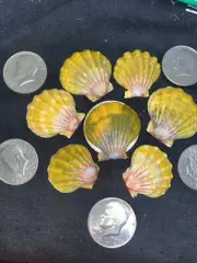 BIG 7 BoMBS HAWAII HAWAIIAN SUNRISE SHELL shells CoLoRs sunriseshells PENDANTS