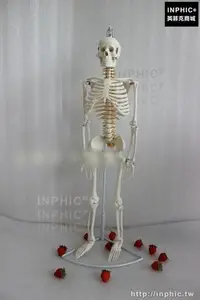 在飛比找Yahoo!奇摩拍賣優惠-INPHIC-醫學模型推拿模型醫療實驗道具人體骨骼有椎間盆模