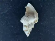#DD200 Pteropurpura festiva w/operculum, Alamitos Bay Ca. 49.5mm sea snail shell