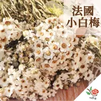 在飛比找momo購物網優惠-【極度花燥】法國小白梅(花材)