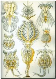 ERNST HAECKEL CANVAS PRINT Art Nouveau Sea Life 8"X 12" Rotatoria