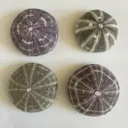 Sea Urchin Shells 2.75 - 3.5 Inches.