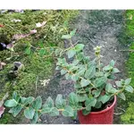 金銀花盆栽 五吋盆  香藥草植物