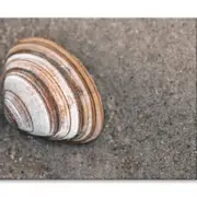 Close-Up Of Shell in The Sand Print 100% Australian Made 150 x 100cm (Stretched)