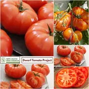 Tomato - Waratah seeds